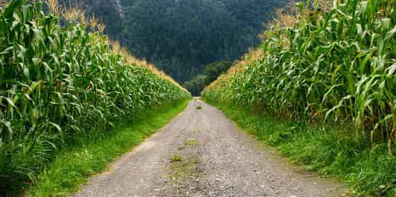 Agriculture_champs_pexels-johann-piber