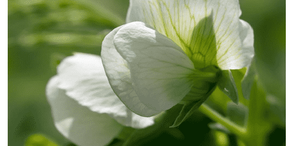 WWF_region_centre_val_loire_filliere_proteines_vegetales