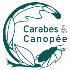 Carabes et Canopee